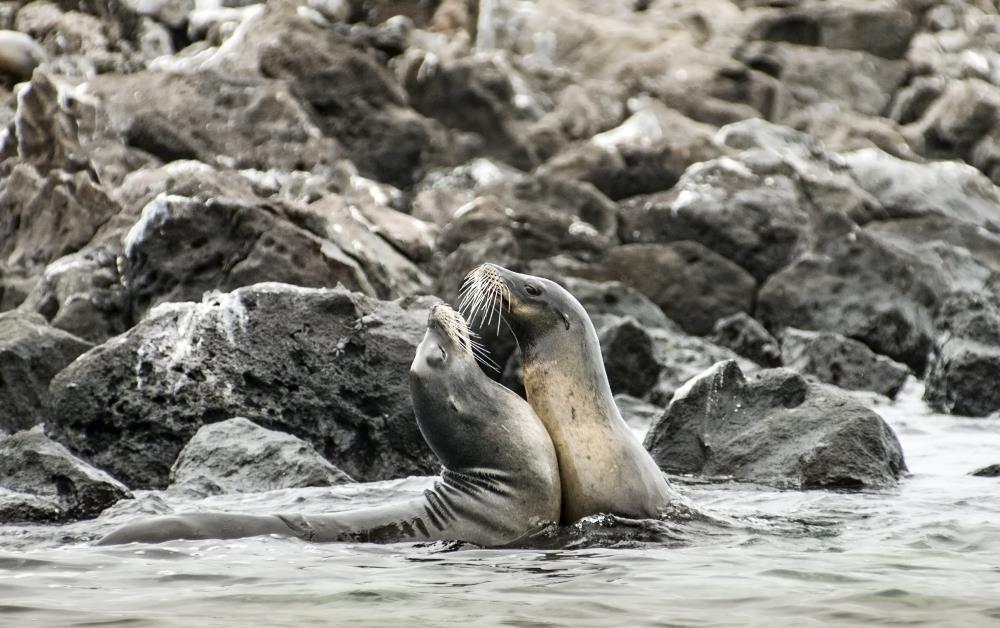 The Western Isles Galapagos Island Discovery An in-depth 7 day/6 night exploration of the western Galapagos Islands onboard the M/Y La Pinta Day 1 (Thursday): Arrive Quito On arrival at Quito
