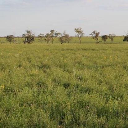 The property covers 18,039 hectares and sold with 2,000 mixed aged females ranging from weaners to 10 year old cows. The estimated carrying capacity was 2,500 breeders.