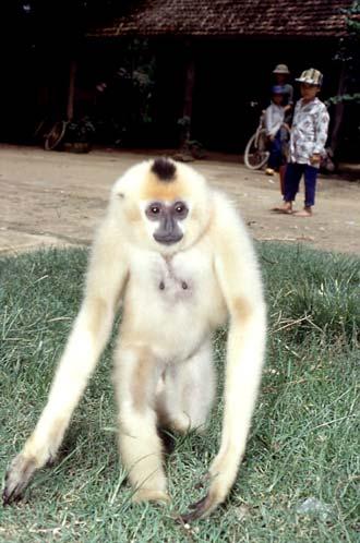 452 T. GEISSMANN Fig. 5. Adult female H. gabriellae, kept as a pet gibbon at Dac Lua Market (near Area 3, November 27, 1993). One early morning was spent listening for gibbons near the headquarters.
