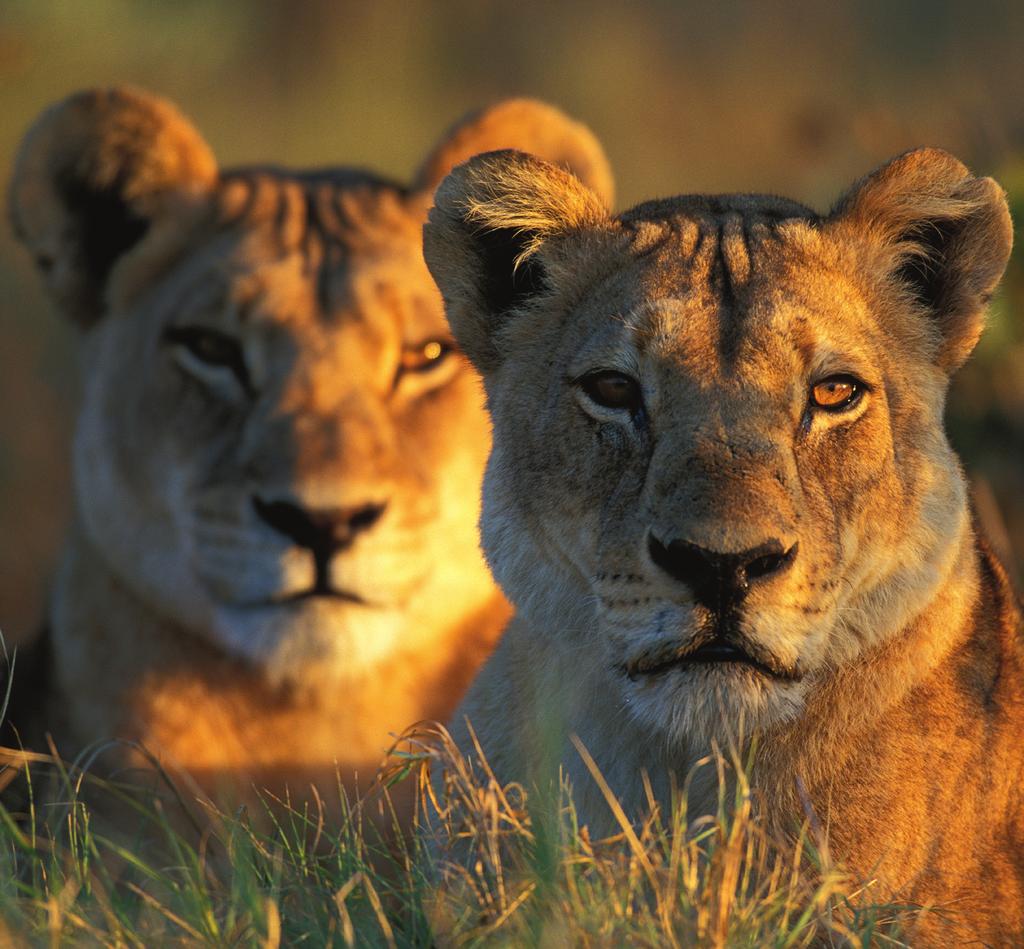 AFRICA S WILDLIFE On Safari in Botswana, Zambia & Victoria Falls May 22-June 4, 2019 14 days from $7,684 total price from Boston, New York, Wash, DC ($6,695 air, land & safari inclusive plus $989