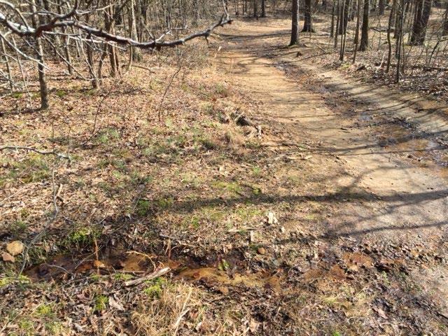 All the springs in the park are running strong. This spring to the left front of the photo is on the Brumby trail, and runs down the trail about 100 feet.