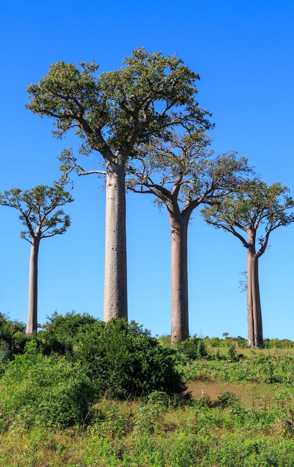 BAOBAB TREES MADAGASCAR
