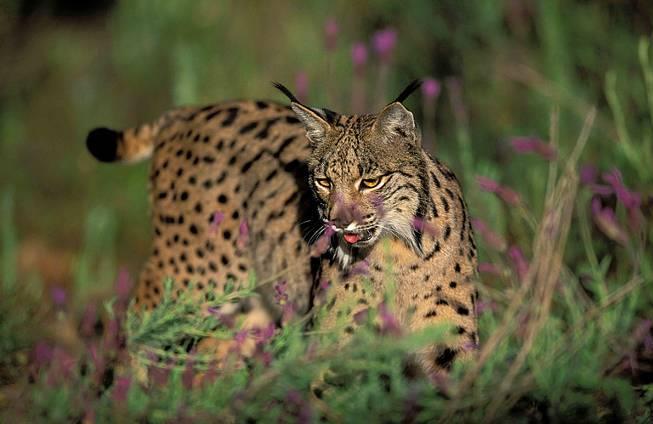 world s rarest cat Take a 4x4 excursion into the Coto Doñana with expert local guides Iberian Lynx seen on 80+% of