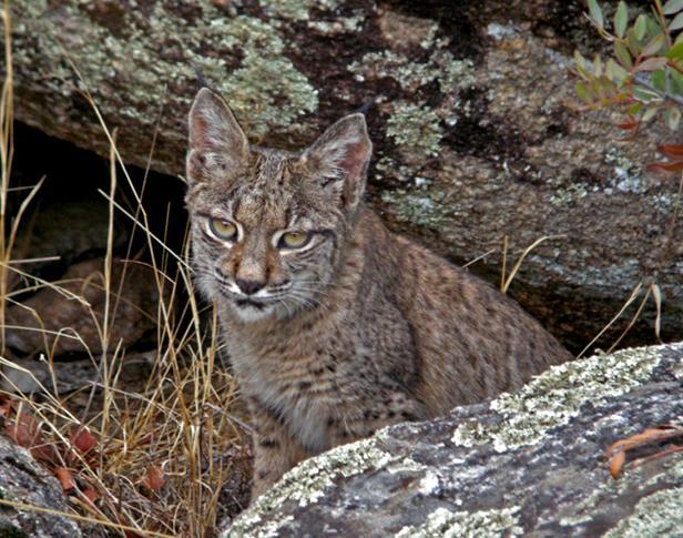 European Rabbits, rest amongst the rocks, and raise their young in ancient, hollowed oaks. Here live the majority (perhaps 70% or more) of the world s remaining Iberian Lynx.