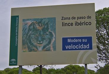 The remaining 20-30% of the Iberian Lynx population lives in and around the Coto Doñana, a quite different environment of flat grasslands and pine forests where just a few individual oak trees or