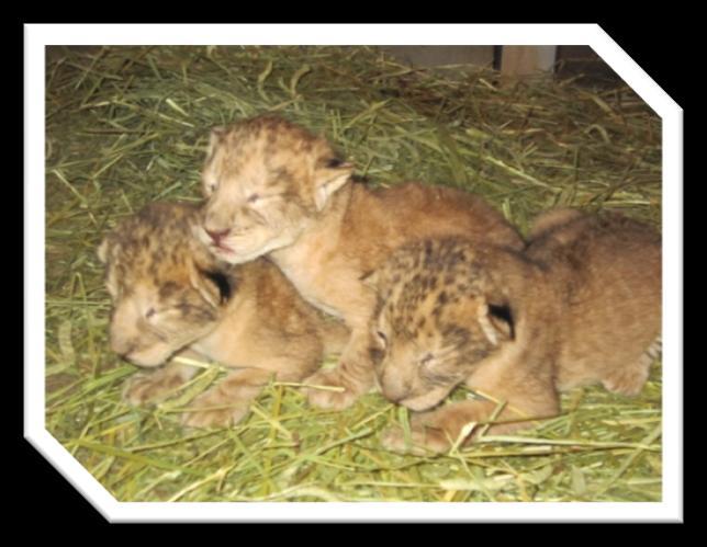 The first evacuation of animals from Aquamarine Fukushima to Kamogawa Sea World Three lion cubs were born at Hitachi City