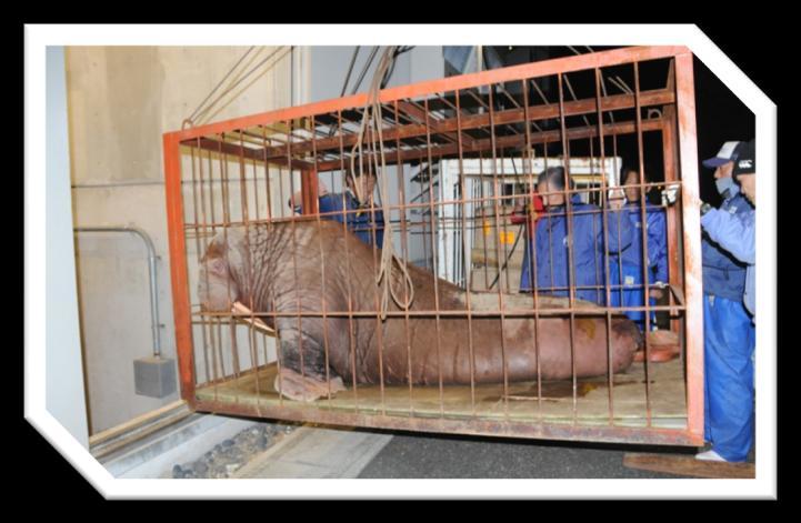 Thursday, march 17 6 days after the earthquake The second evacuation of animals (Sea lions) from Aquamarine Fukushima to