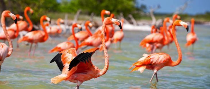 Celestún A port full of mystery, where the most exotic species of the Yucatecan geography coexist, like the pink flamingo that with its nesting, flight, and sound converts the environment and makes a
