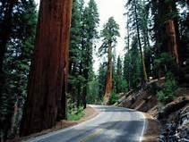 DAY 8, Saturday - Depart for Eureka, Redwood National & State Parks As you enter California, an exciting day of discovery in the monumental Redwood National Park, home to some of the tallest trees on