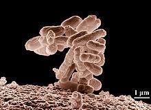 COLIFORMS Coliform bacteria are defined as rod-shaped Gram-negative nonspore forming and motile or