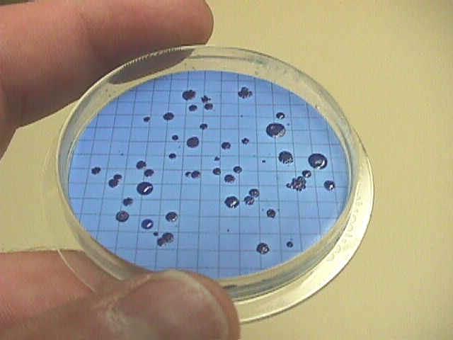 Fecal Coliforms (m-fc broth) Blue colonies for fecal coliforms.
