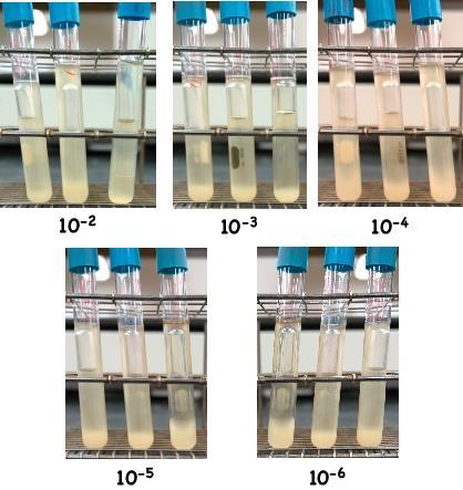 Multiple Tube Fermentation Method Step 1 presumptive phase Use lauryl tryptose broth Grow stressed organisms Confirm positives