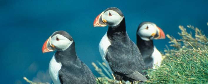 Detailed Itinerary Iceland Fjords, Glaciers, and Hot Springs Nov 12/18 Puffins Explore the rugged beauty of this North Atlantic island nation.