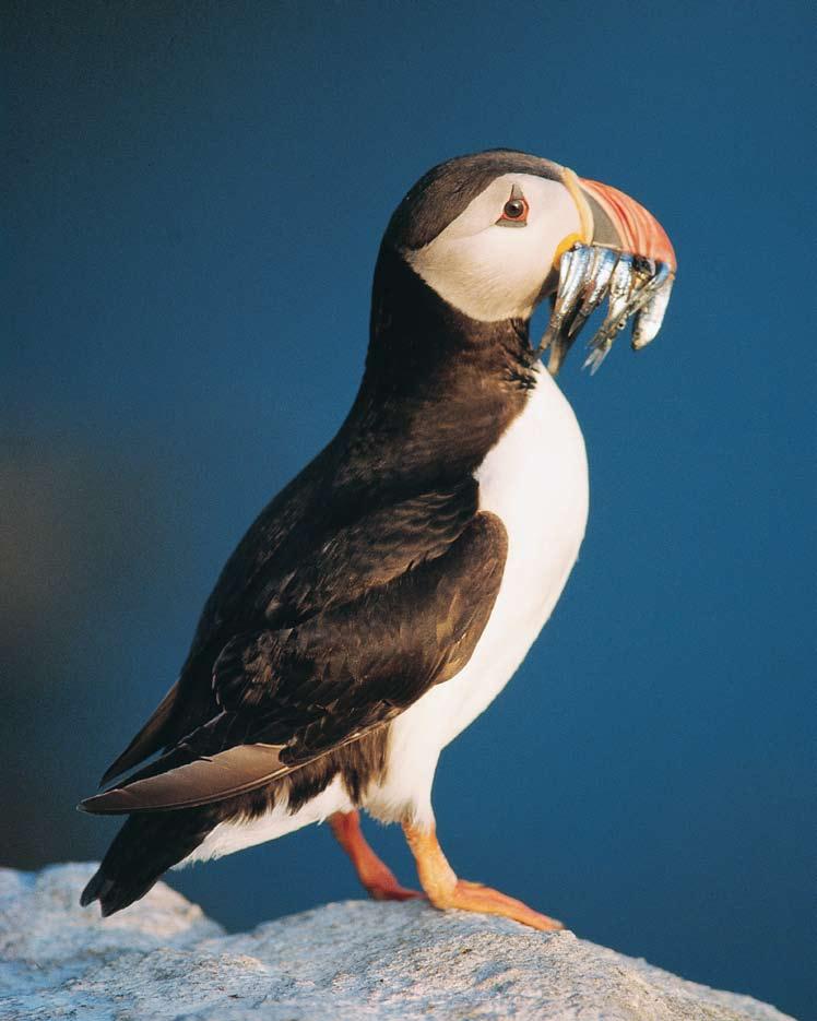 See puffin and other