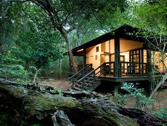 Expect the extraordinary andbeyond Phinda Forest Lodge andbeyond Phinda Private Game Reserve, South Africa Set deep in the heart of a rare and beautiful dry sand forest, the spectacular Forest Lodge