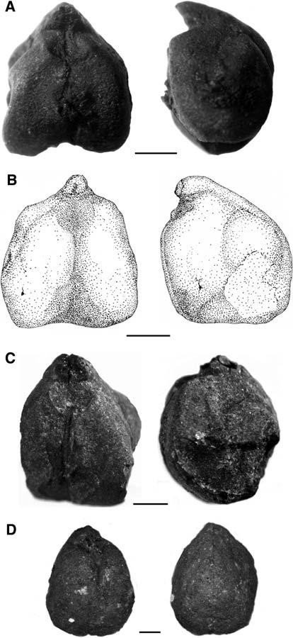 S78 Fig. 4 Cicer arietinum. a Kovačevo, b Bâlgarčevo, c Hotnitza, d Yunatzite (scale 1 mm) cal B.C.) but this could be connected with the state of knowledge and may not necessarily mean that chick pea was absent there.