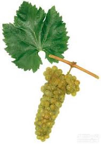Fifty-one collected grapevine cultivars of Bosnia and Herzegovina were analyzed by 22 microsatellite markers.