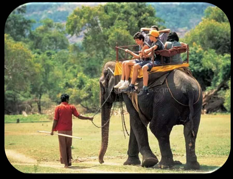Elephant Riding Recreation