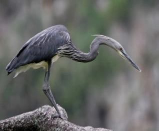 Knowledge gaps and conservation needs for CR species Coordinated action for the conservation of White-bellied Heron [Synchronicity