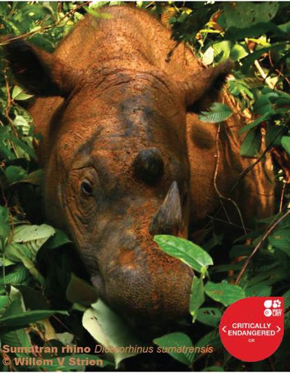 Recommendation 138: Conservation of rhinoceros species in Africa and Asia The Bandar Lampung Declaration (2013) Bhutan, India, Indonesia, Malaysia, Nepal The five Asian Rhino Range States hereby