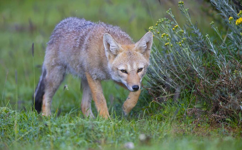 South American Grey Fox Lycalopex griseus The common South American Grey Fox has a body length of around 60 cm and weighs up to four