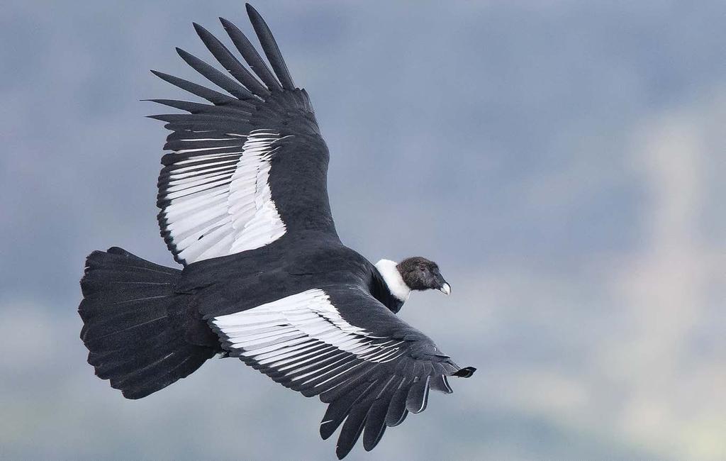 Andean Condor Vultur gryphus The black and white Andean Condor is among the largest flying species in the world, weighing up to a massive 15 kg.