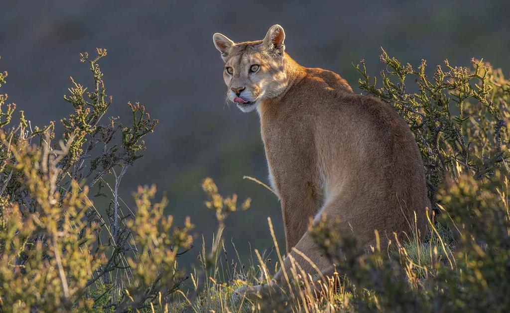 Puma Puma concolor Despite its wide distribution, the puma is barely ever seen throughout its entire range with one exception: Torres del Paine National Park, not far from the