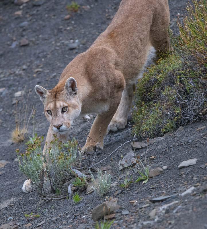83 Puma Puma concolor The sparsely populated 1,800 km2 Torres del Paine National Park, and the adjacent private Laguna Amarga Ranch, give pumas a unique safe haven.
