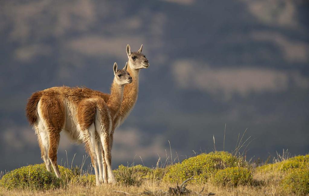 Guanaco Lama guanicoe Charles Darwin described the Guanaco as an elegant animal, with a long, slender neck and fine legs. It is believed to be the ancestor of the domestic llama.