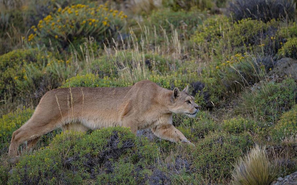 Puma Puma concolor Pumas are independent and cautious by nature, and finding one in the wild without the help of a professional guide is almost impossible.