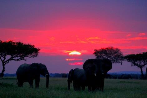 Elephants With the migration arriving out elephant herds have move away from the central area of the