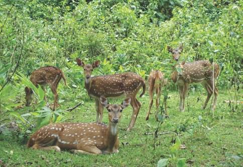 Sagareshwar Wildlife Sactuary The wildlife sactuary is ma-made, coverig a area of 10.87 km².