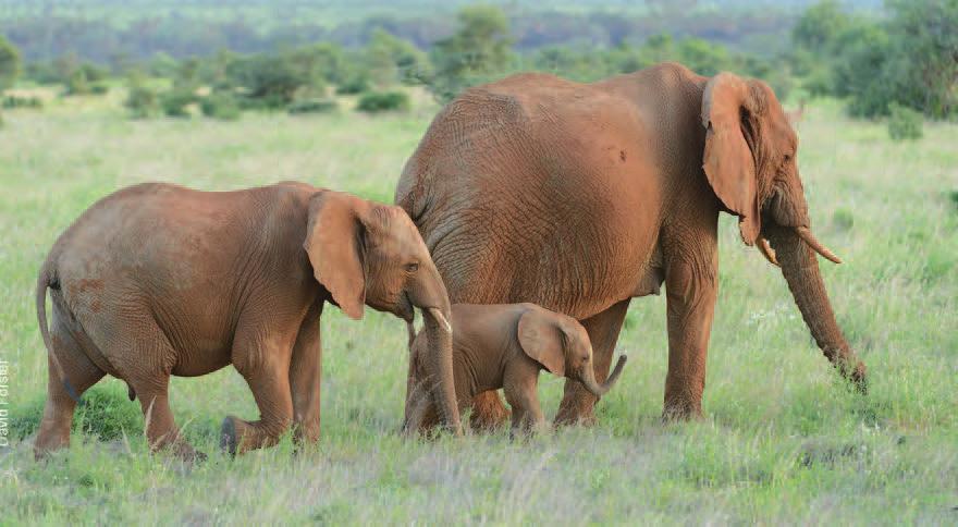 Tanzania with Kids DAY BY DAY ITINERARY family safari with prvate guide 888.658.7102 info@deeperafrica.