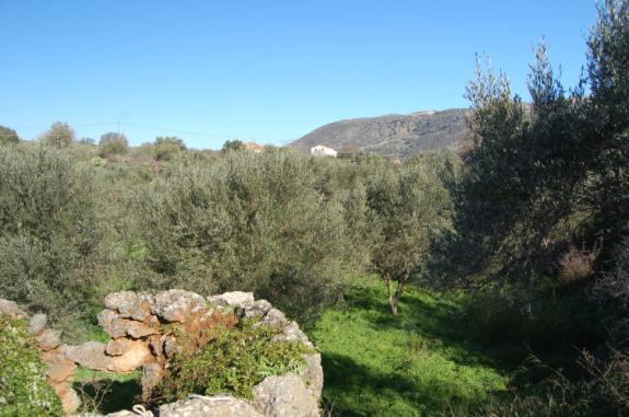 DRAPANOS (plots DR1 & DR2) amenities with sea and mountain views) Our olive grove in Drapanos with views to the nature Views from plot DR1 to the White Mountains reserve of Drapanokefala Mountain and