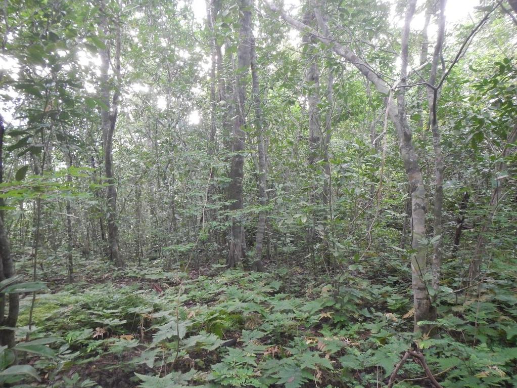 Kounounkan forest near
