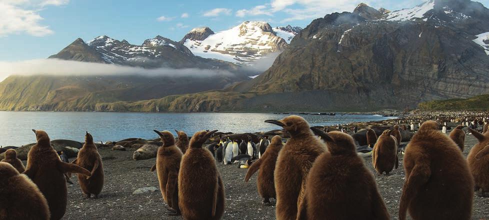 ITINERARIES Falklands, South Georgia & Antarctic Peninsula 21 days Puerto Madryn to Ushuaia DEPARTURE Nov 2 Nov 22, 2019 HSK Complimentary Pre-Arrival Day: Don t sweat flight delays or missed