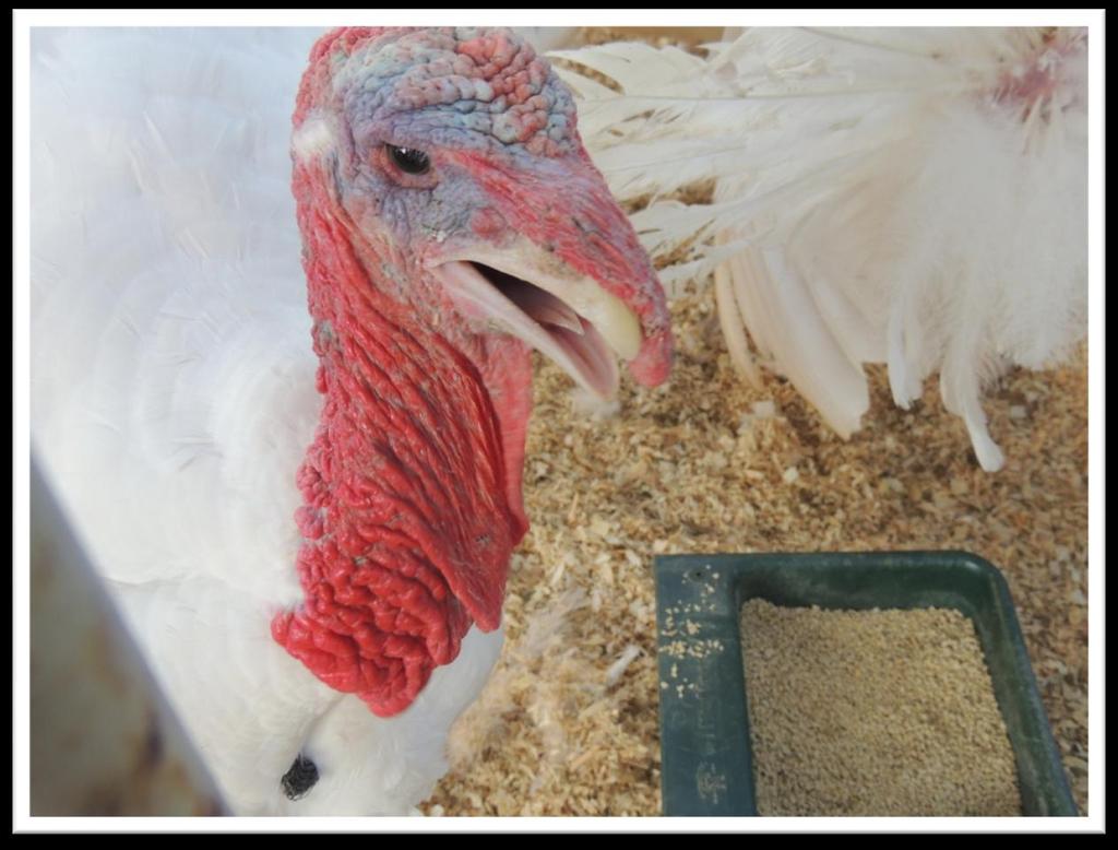 Special report : GCW at the Eldorado County fair. Welcome GCW members to the El Dorado County Fair! PS: all wild turkeys are welcome.