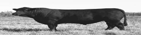 herd Bulls with good dispositions and