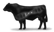 IGENITY Profile Results Key The IGENITY Profile IGENITY provides the beef industry with the most comprehensive genetic profile of multiple traits of economic importance.