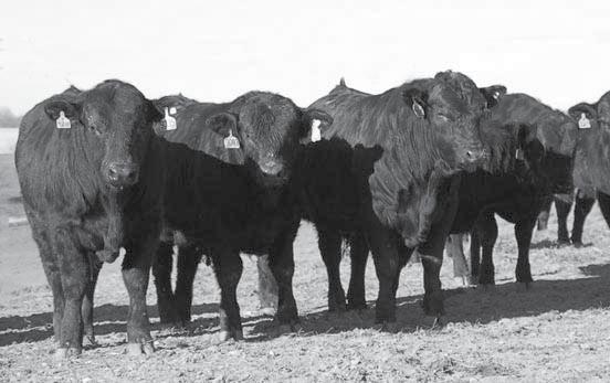 About Angus Bulls All of the Angus bulls in this catagory are registered with the American Angus Association and their EPD s are the most current provided by their Association.