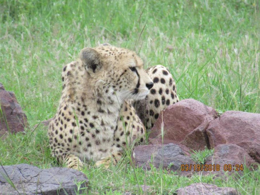 Cheetahs May has been a challenging month for cheetah sightings, as one might expect.