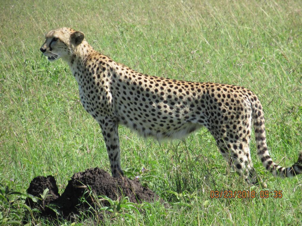 The sightings included a single female in the Sasakwa region that would pop up from time to time, two single males in the Sabora access area