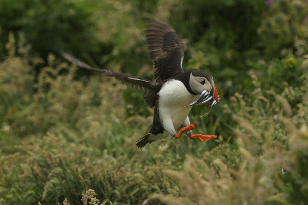 More Information Dr Jamie Gundry (a professional wildlife photographer) has been running these trips to Skomer in peak puffin season for