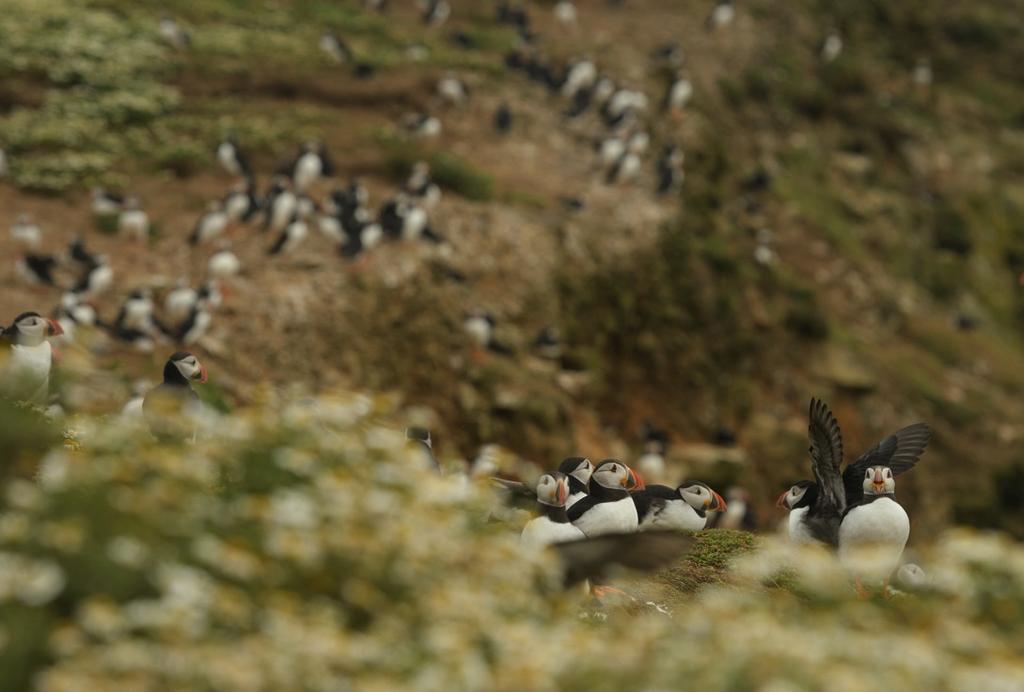 You will have 72 hours on the island to enjoy the magical puffins and other wildlife, in near-solitude most of the time.