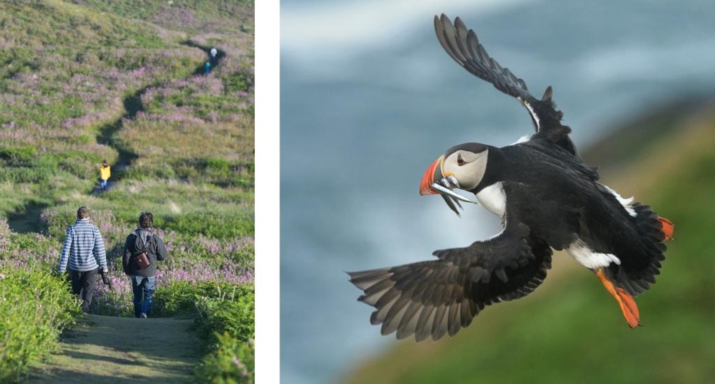 Skomer; all food (3 meals per day); boat fees; and importantly photography tuition from a prophotographer.