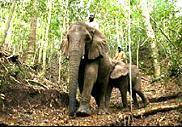The Elephant Sanctuary provides a safe-haven for elephants and offers a platform for guest education and interact ion.