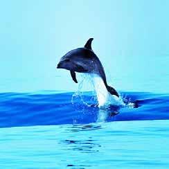 3 1 3 1 BLUE WORLD Institute Dolphins Centre Ulica Kaštel 24 Veli Lošinj +385 51 604 666 10 kn entrance fee FREE