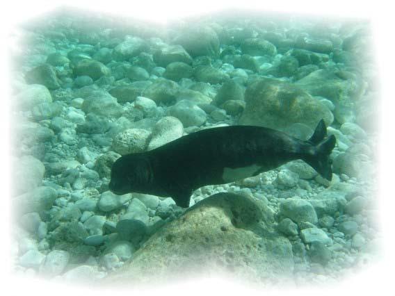 What were the results of the monitoring of the monk seal in Kimolos? Ans: V. Paravas/ Kimolos site manager First it is important to briefly describe the methodology used.