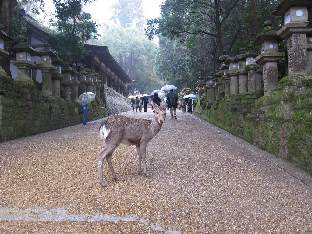 Nara lies just 40 minutes by local train from Kyoto and is renowned for the wealth of its Buddhist and Shinto heritage.