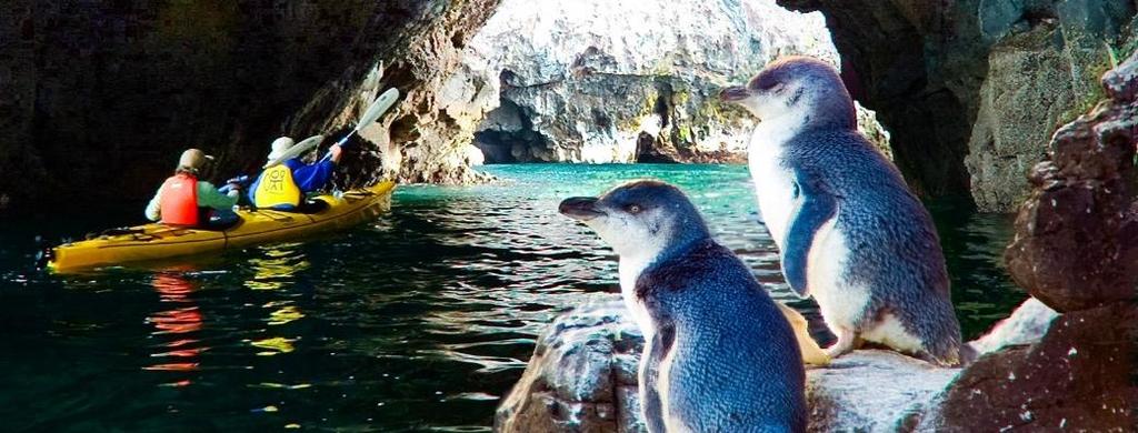 seals in their natural habitat, bird colonies around the coastline and other wildlife.